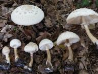 Chlorophyllum rachodes