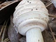 Chlorophyllum rachodes
