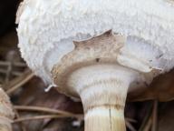 Chlorophyllum rachodes