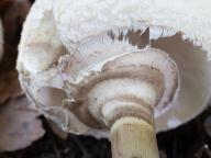 Chlorophyllum rachodes
