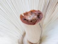 Chlorophyllum rachodes 