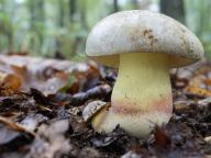 Butyriboletus fechtneri 