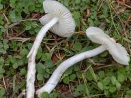 voskovka výstřední voskovka výstřední