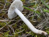 voskovka výstřední voskovka výstřední