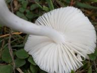 voskovka výstřední voskovka výstřední