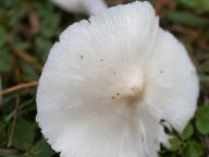 voskovka výstřední voskovka výstřední