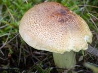 čirůvka osiková čirůvka osiková