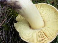 čirůvka osiková čirůvka osiková