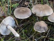 čirůvka kroužkatá čirůvka kroužkatá