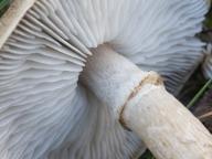 čirůvka kroužkatá čirůvka kroužkatá