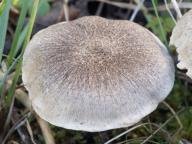 čirůvka kroužkatá čirůvka kroužkatá