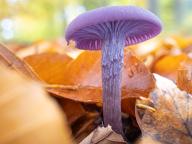 Laccaria amethystina Laccaria amethystina