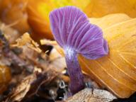 Laccaria amethystina Laccaria amethystina