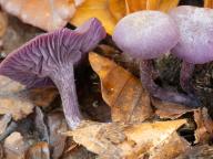 Laccaria amethystina Laccaria amethystina