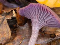 Laccaria amethystina Laccaria amethystina