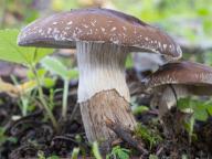 Agrocybe erebia