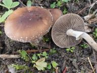Agrocybe erebia