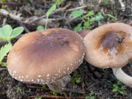 Agrocybe erebia