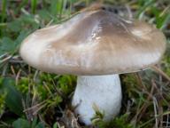 šťavnatka hnědobílá šťavnatka hnědobílá