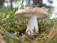 šťavnatka hnědobílá šťavnatka hnědobílá