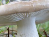 šťavnatka hnědobílá šťavnatka hnědobílá