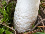 šťavnatka hnědobílá šťavnatka hnědobílá