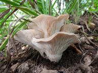 Hohenbuehelia petaloides - hl�vi�ka pl�tkovit�
