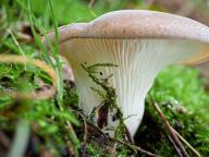 Hohenbuehelia petaloides Hohenbuehelia petaloides