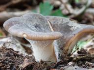 Hohenbuehelia petaloides Hohenbuehelia petaloides
