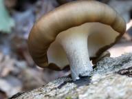 Polyporus badius Polyporus badius