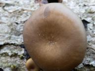 Polyporus badius Polyporus badius