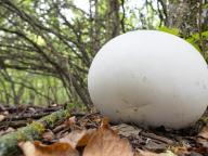 Calvatia gigantea