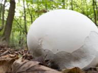 Calvatia gigantea