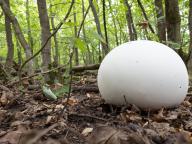 Calvatia gigantea