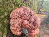 Fistulina hepatica - pstřeň dubový
