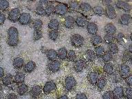 Diatrype disciformis