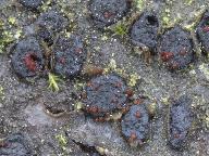 Diatrype disciformis