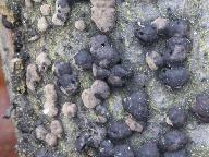 Hypoxylon fragiforme 