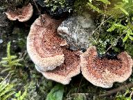 Hydnellum concrescens 