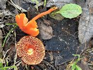 Hygrocybe miniata 
