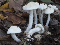 Hygrophorus cossus 