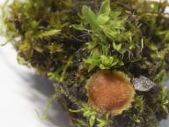 Lamprospora retispora