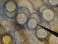 Lamprospora retispora
