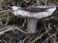 Russula pumila