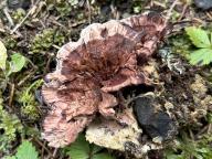 lošákovec ďubkatý lošákovec ďubkatý