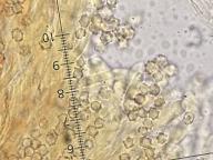 lošákovec ďubkatý lošákovec ďubkatý