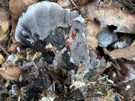 lošáček černý lošáček černý