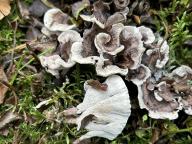 lošáček tmavý lošáček tmavý