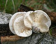 Pleurotus calyptratus 