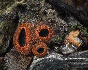 Plectania melastoma